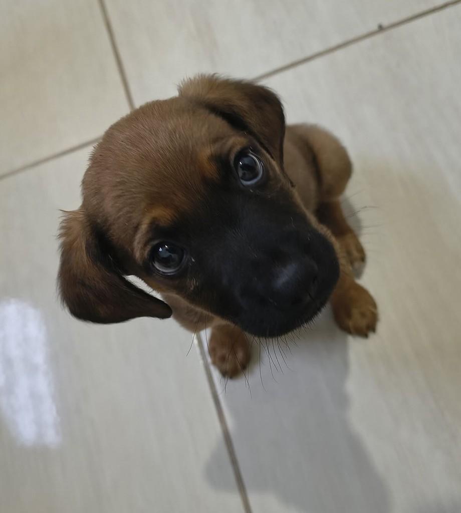 Zeca, cachorro de porte pequeno para adoção em São José dos Campos - SP — foto 3 de 3