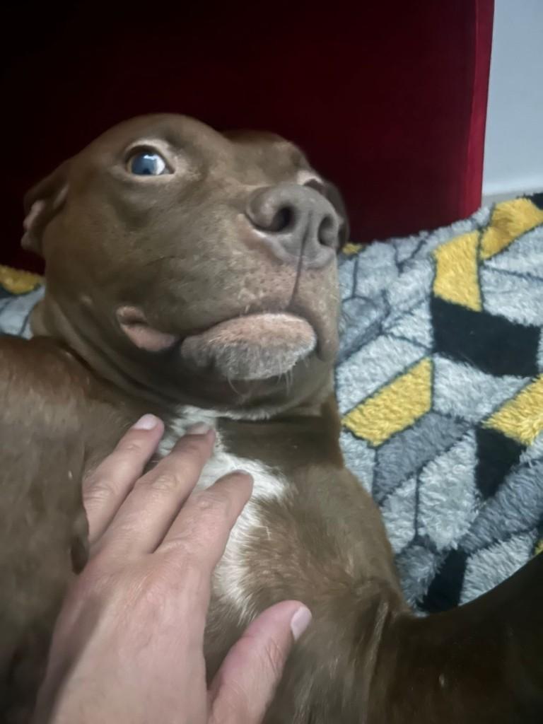 Ela, cadela de porte médio para adoção em São José dos Campos - SP — foto 2 de 3