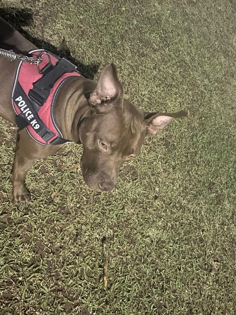 Ela, cadela de porte médio para adoção em São José dos Campos - SP — foto 3 de 3