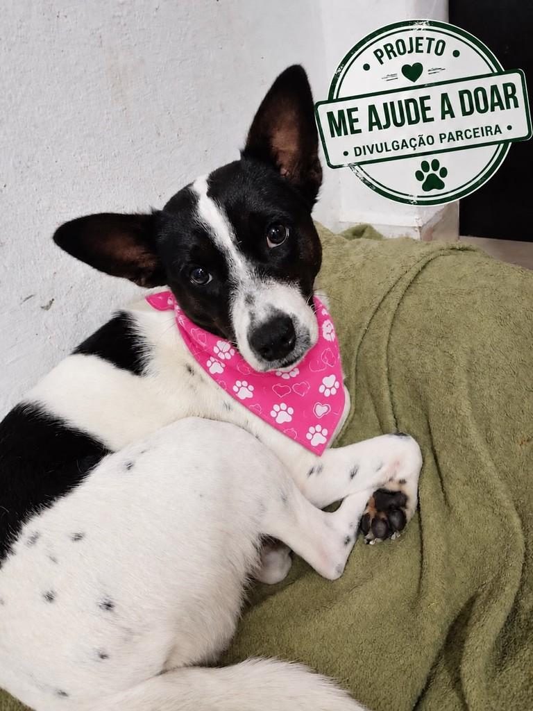 Nega, cadela de porte médio para adoção em São José dos Campos - SP