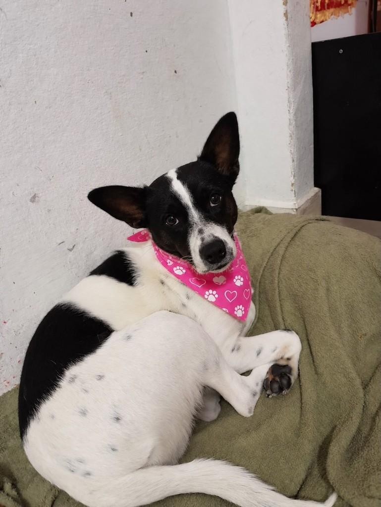 Nega, cadela de porte médio para adoção em São José dos Campos - SP — foto 2 de 3
