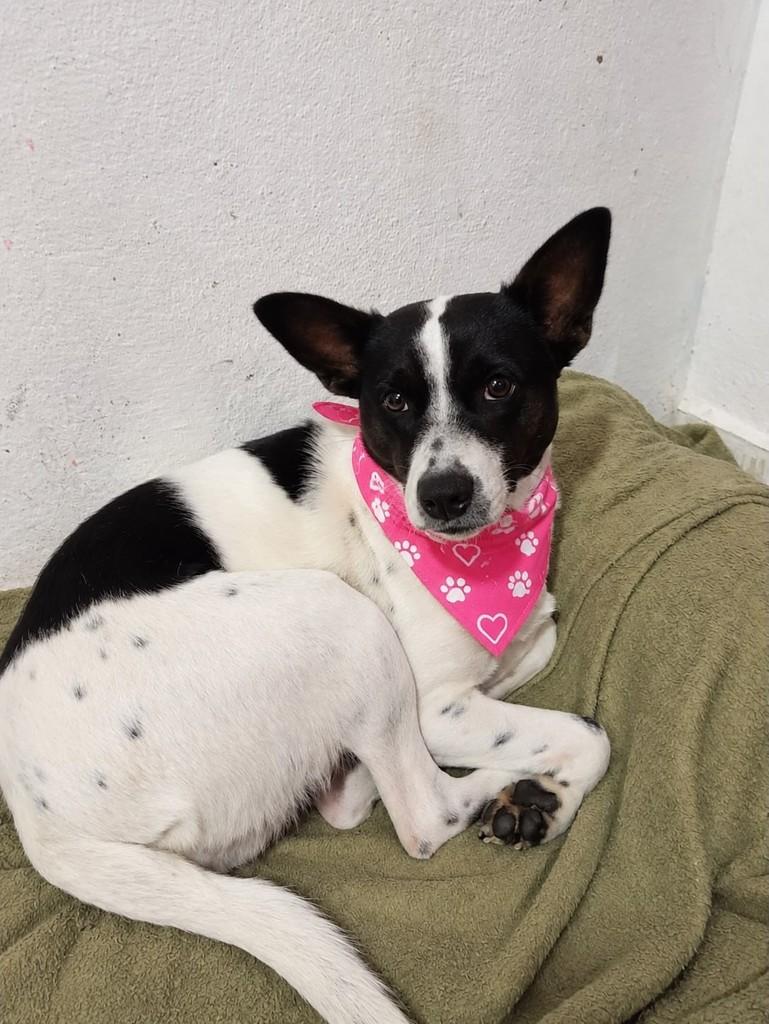Nega, cadela de porte médio para adoção em São José dos Campos - SP — foto 3 de 3