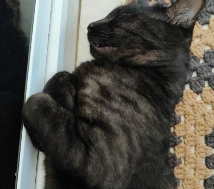 Neco, gato de porte pequeno para adoção em São José dos Campos - SP