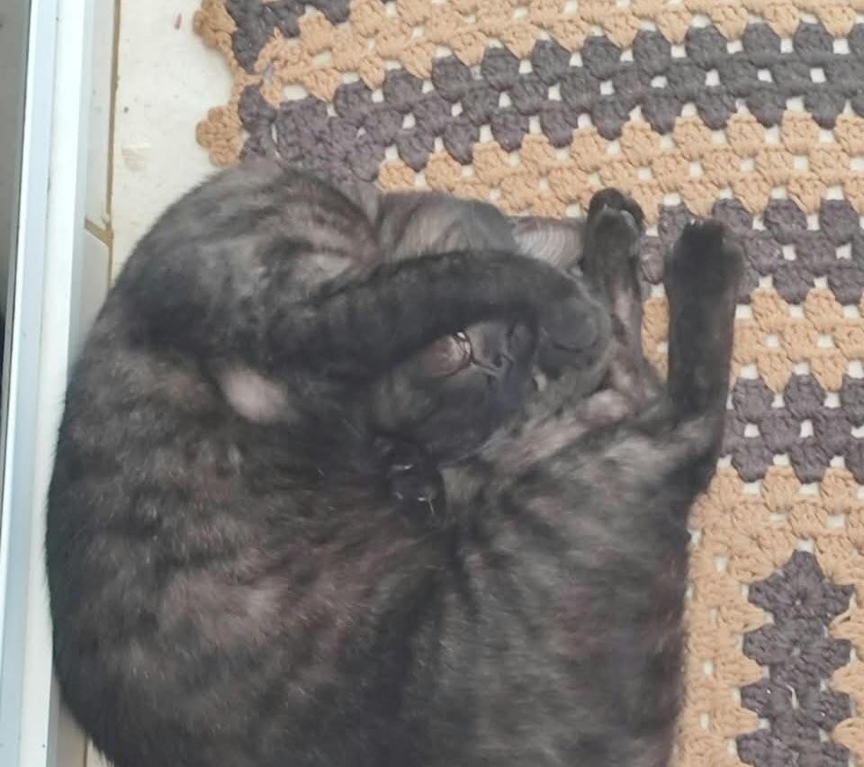 Neco, gato de porte pequeno para adoção em São José dos Campos - SP — foto 2 de 2