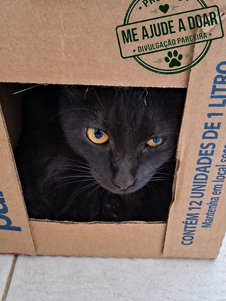 Caleu, gato de porte pequeno para adoção em São José dos Campos - SP
