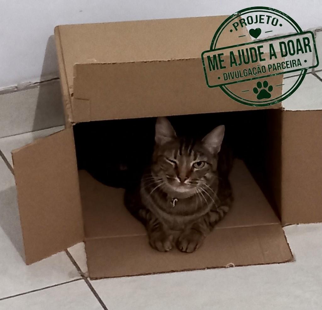 Natasha, gata de porte pequeno para adoção em São José dos Campos - SP