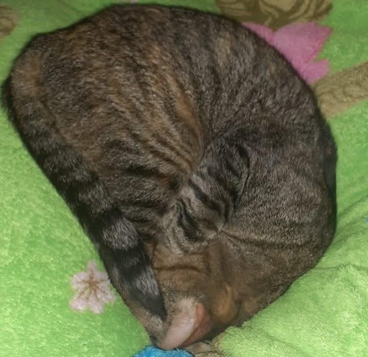 Natasha, gata de porte pequeno para adoção em São José dos Campos - SP — foto 2 de 3