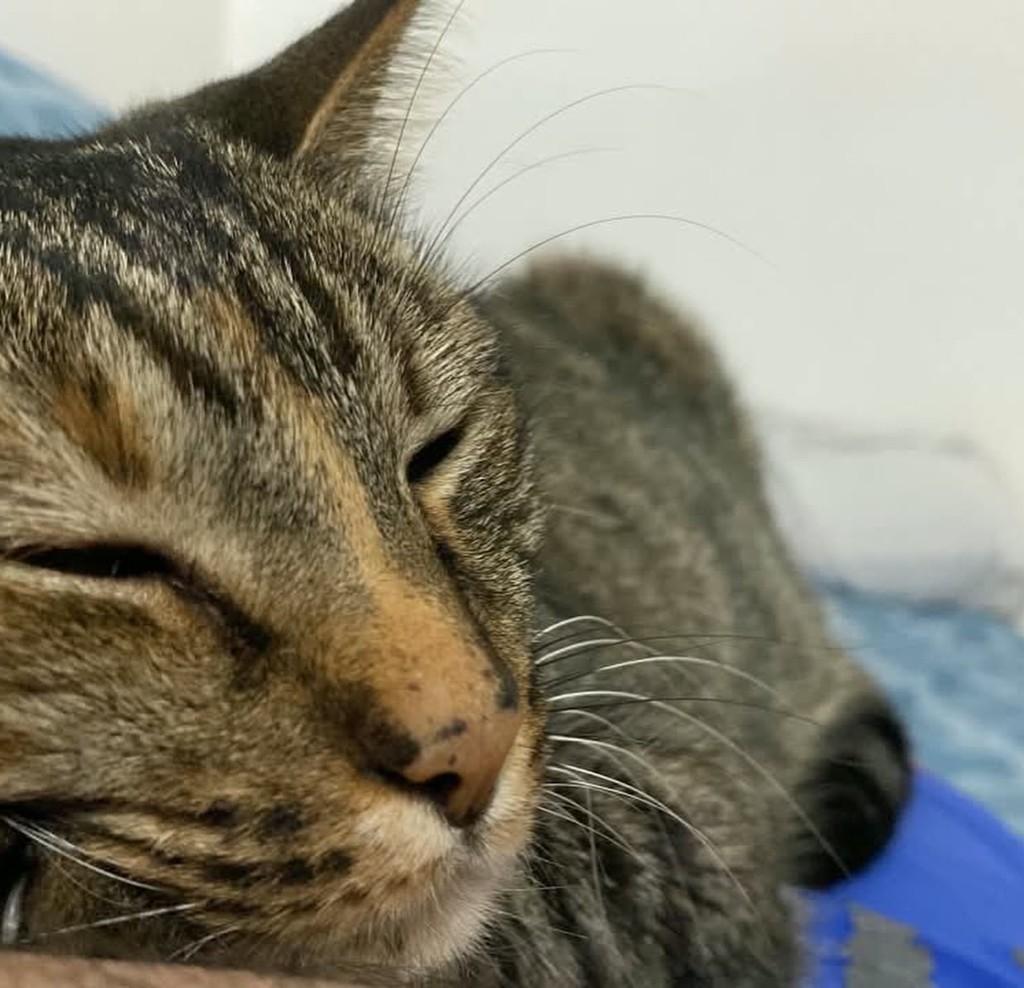 Natasha, gata de porte pequeno para adoção em São José dos Campos - SP — foto 3 de 3