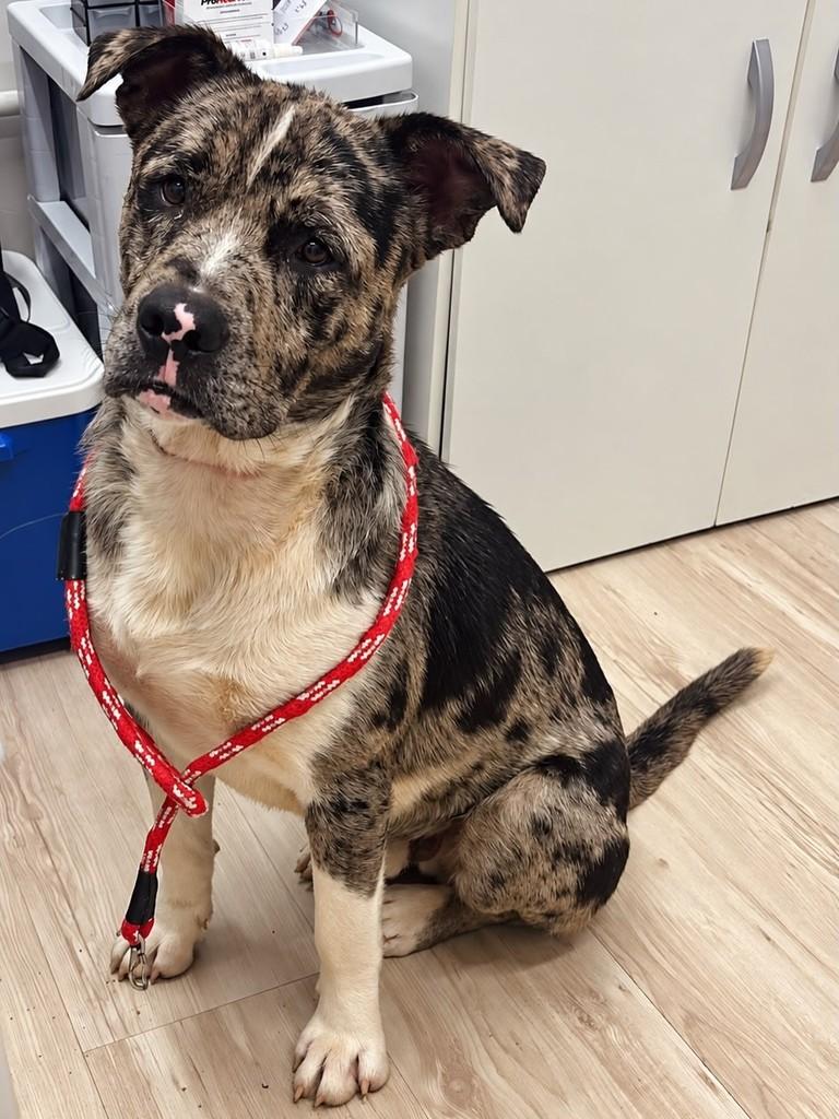 Grandão, cachorro de porte grande para adoção em São José dos Campos - SP