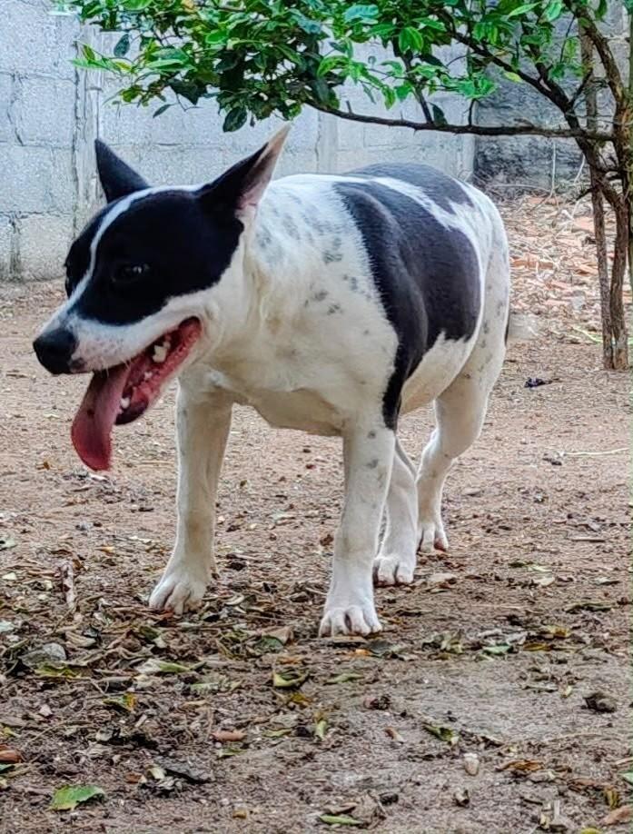 Cacau, cadela de porte médio para adoção em São José dos Campos - SP — foto 2 de 2