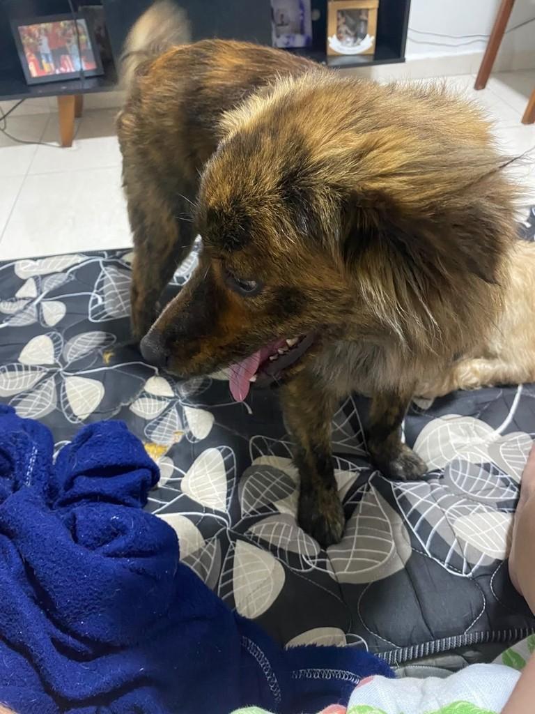 Max, cachorro de porte médio para adoção em São José dos Campos - SP