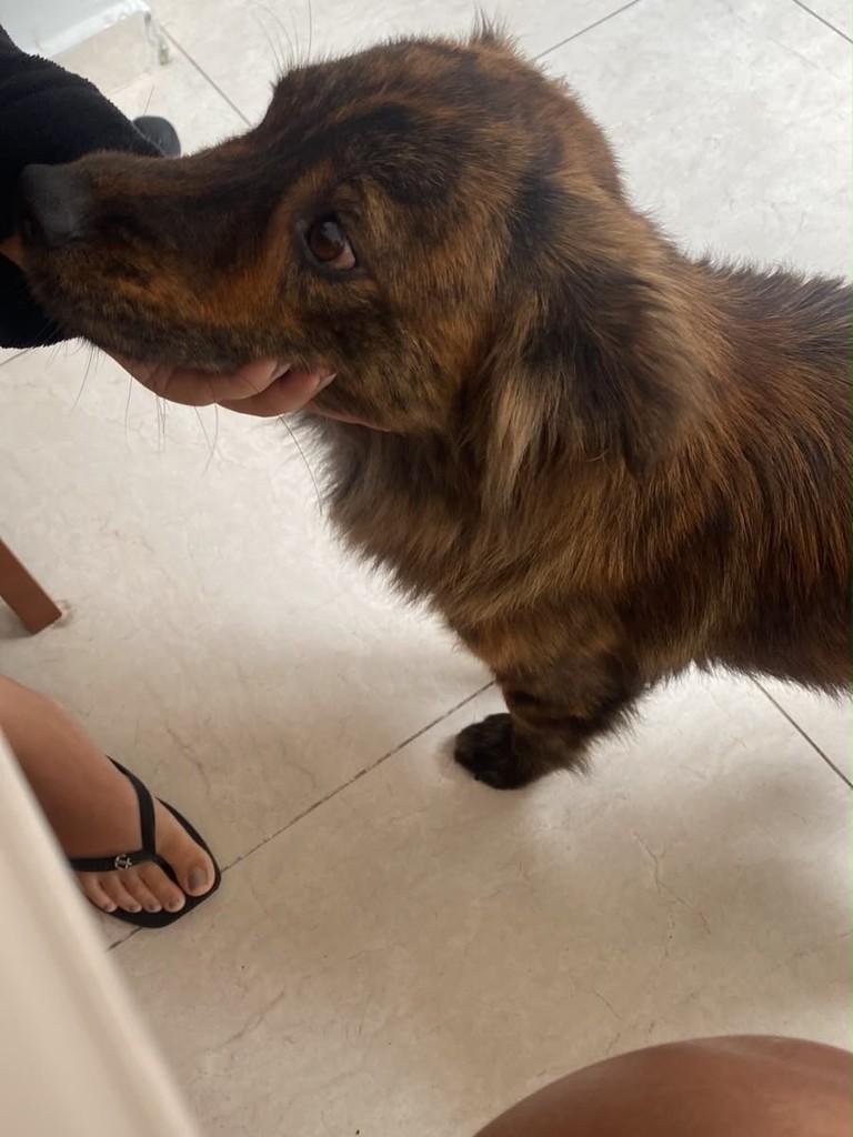 Max, cachorro de porte médio para adoção em São José dos Campos - SP — foto 2 de 2