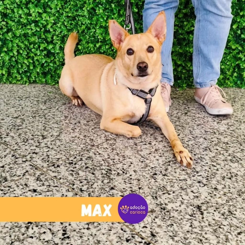 Max, cachorro de porte médio para adoção em Rio de Janeiro - RJ