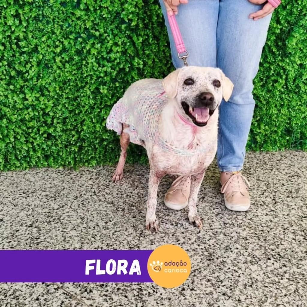 Flora, cadela de porte médio para adoção em Rio de Janeiro - RJ