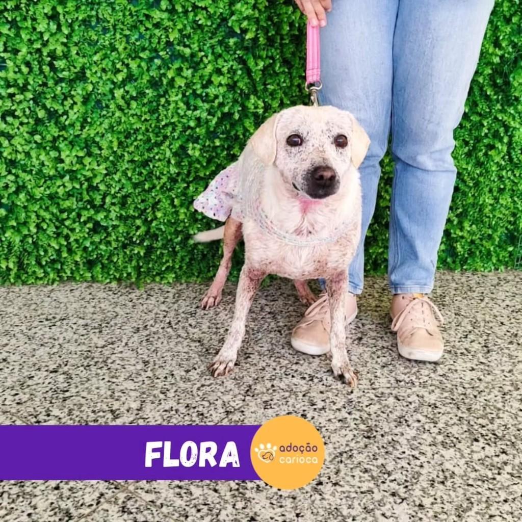 Flora, cadela de porte médio para adoção em Rio de Janeiro - RJ — foto 2 de 2
