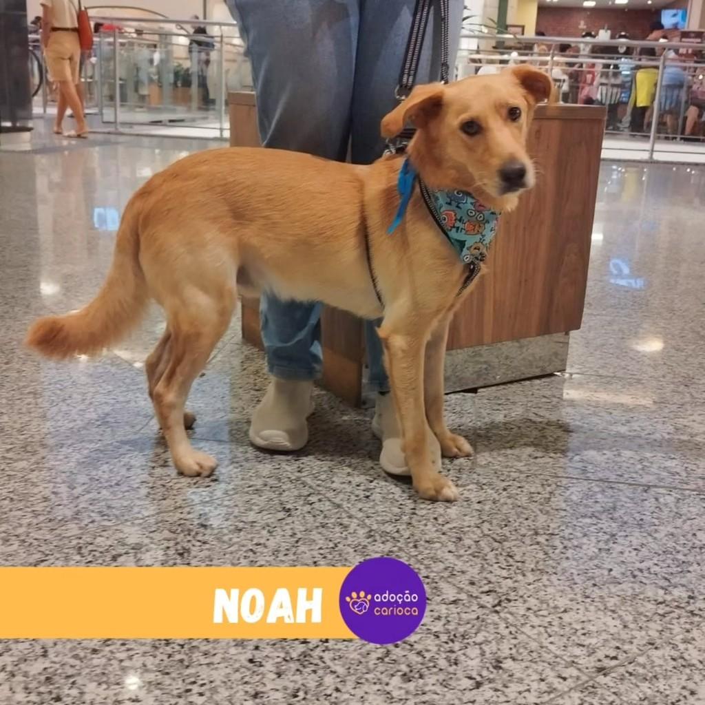 Noah, cachorro de porte médio para adoção em Rio de Janeiro - RJ