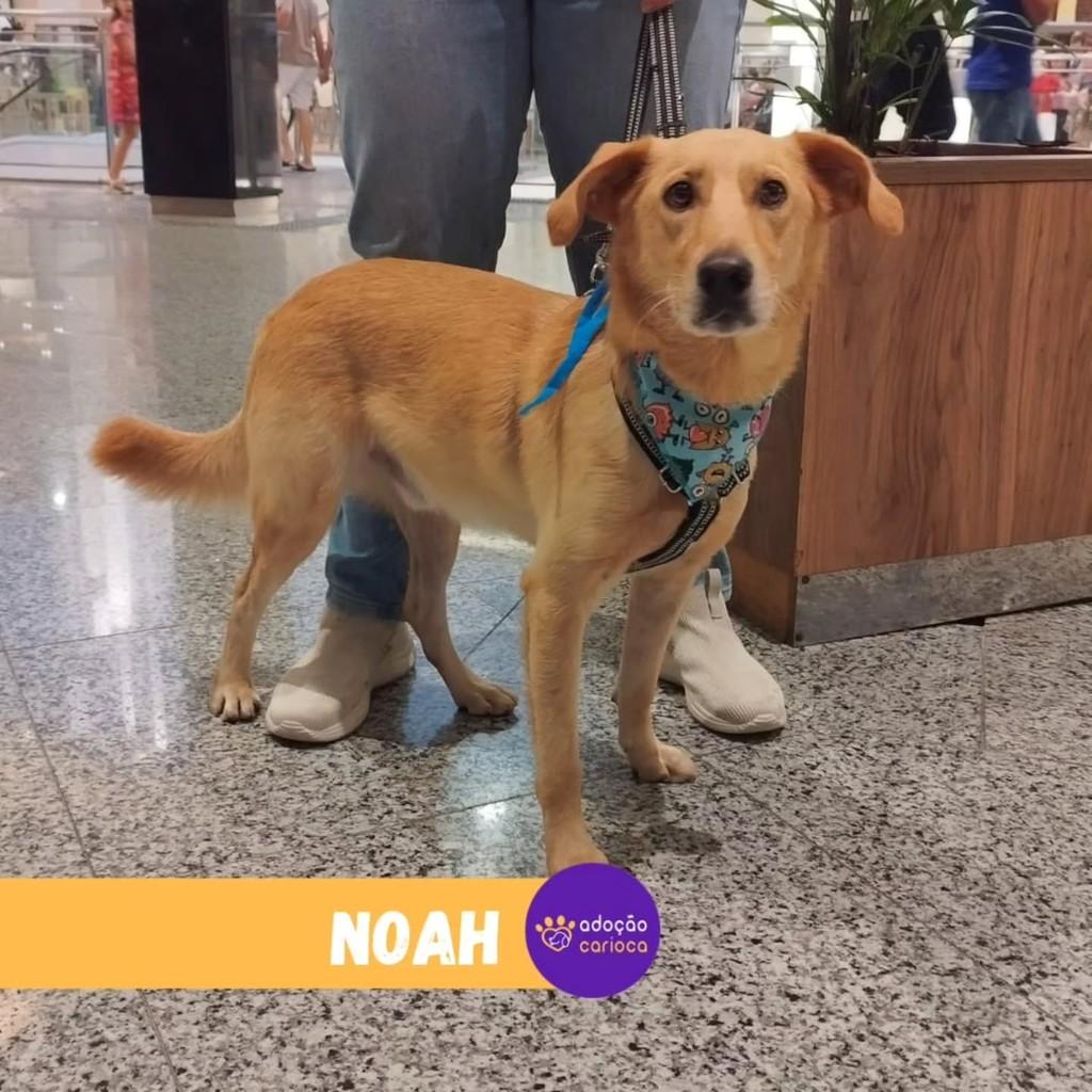 Noah, cachorro de porte médio para adoção em Rio de Janeiro - RJ — foto 2 de 2