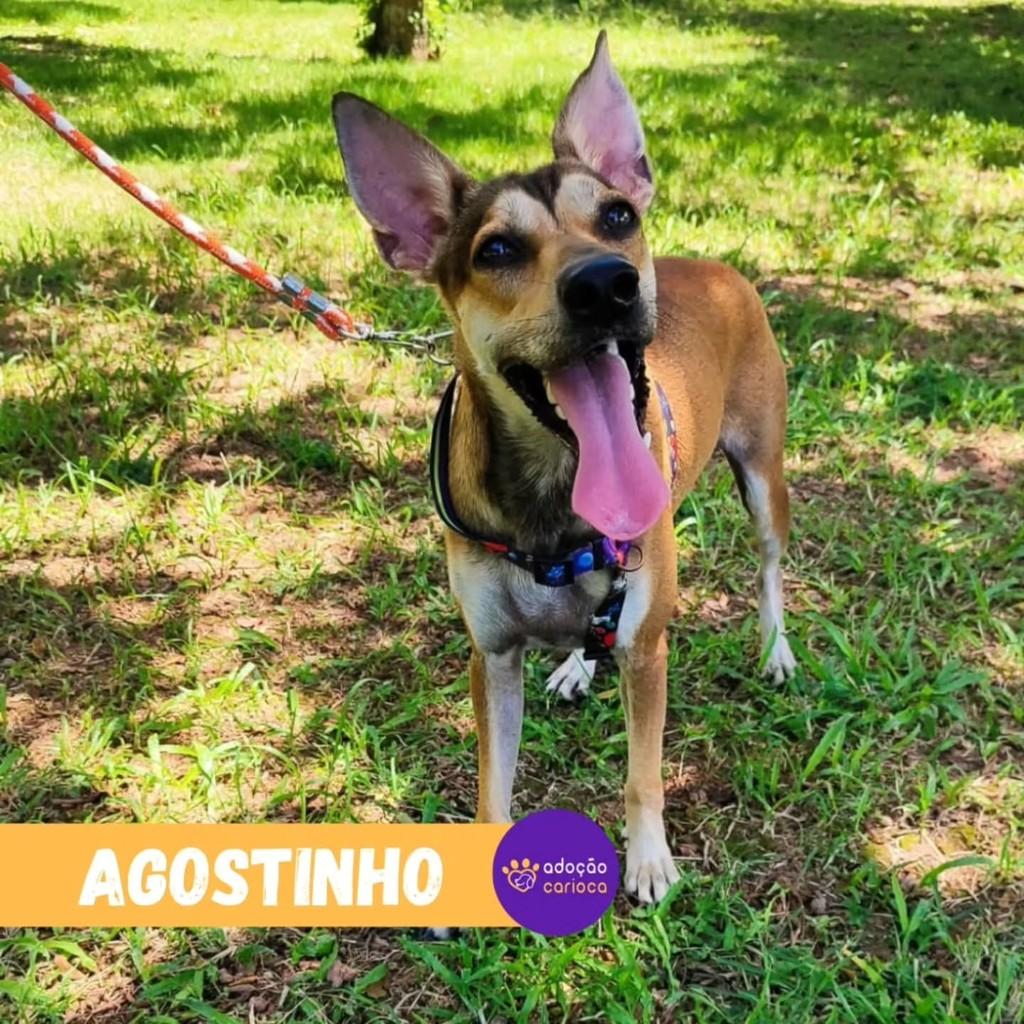 Agostinho, cachorro de porte médio para adoção em Rio de Janeiro - RJ
