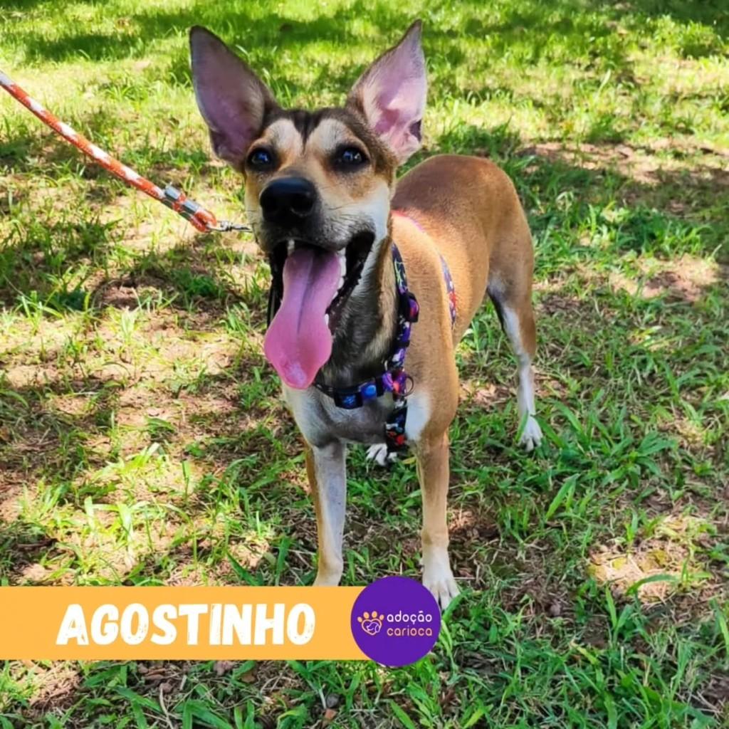 Agostinho, cachorro de porte médio para adoção em Rio de Janeiro - RJ — foto 2 de 2