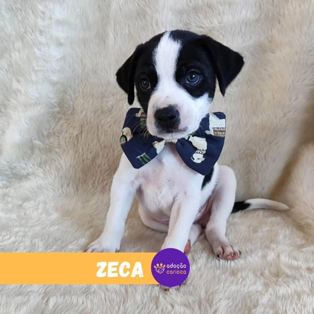 Zeca, cachorro de porte pequeno para adoção em Rio de Janeiro - RJ