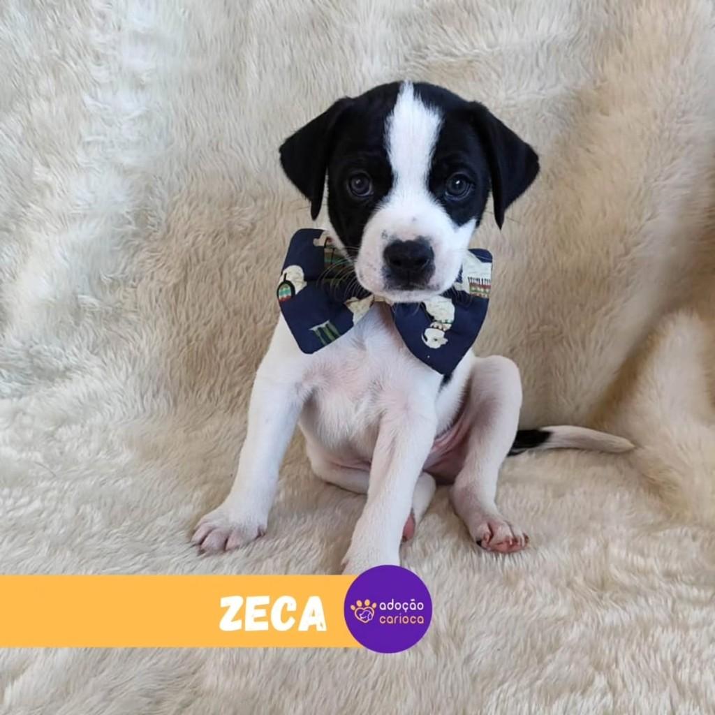 Zeca, cachorro de porte pequeno para adoção em Rio de Janeiro - RJ — foto 2 de 2