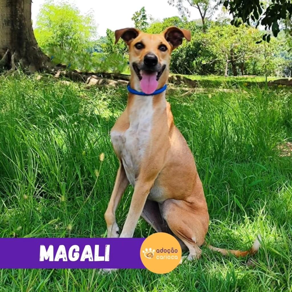 Magali, cadela de porte médio para adoção em Rio de Janeiro - RJ