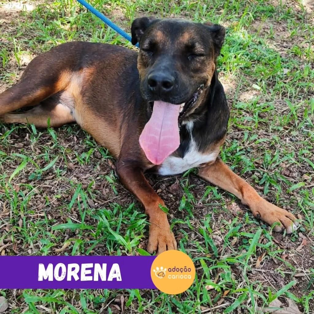 Morena, cadela de porte grande para adoção em Rio de Janeiro - RJ
