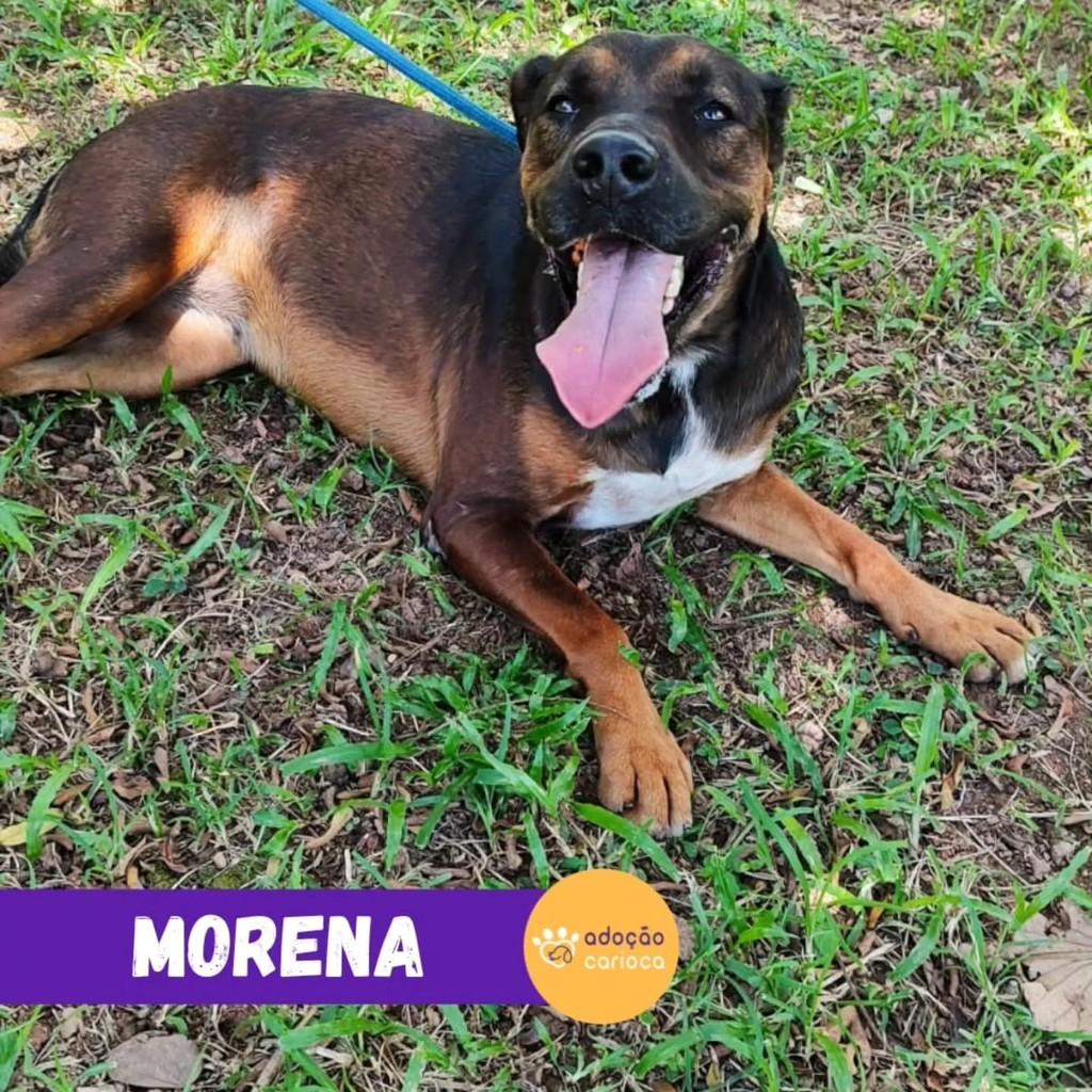 Morena, cadela de porte grande para adoção em Rio de Janeiro - RJ — foto 2 de 2