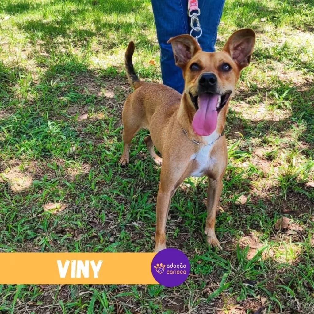 Viny, cachorro de porte médio para adoção em Rio de Janeiro - RJ