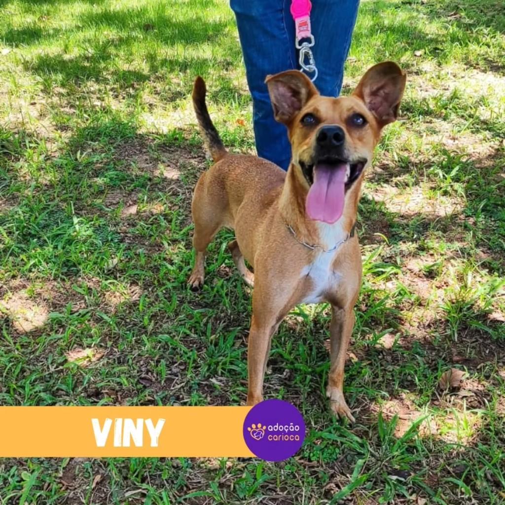 Viny, cachorro de porte médio para adoção em Rio de Janeiro - RJ — foto 2 de 2
