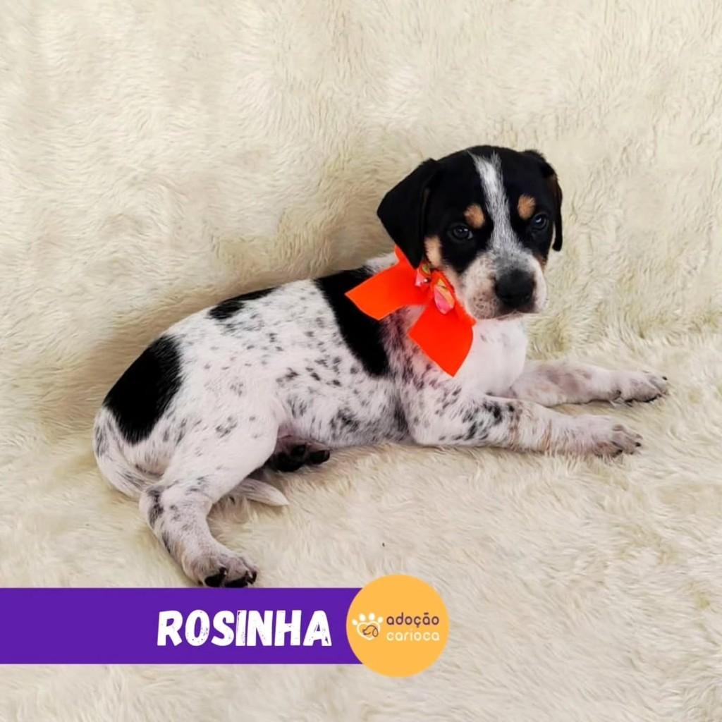 Rosinha, cadela para adoção em Rio de Janeiro - RJ