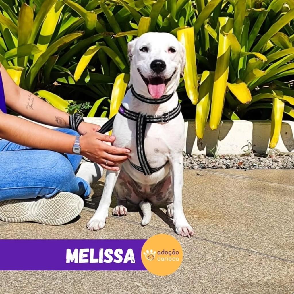 Melissa, cadela de porte médio para adoção em Rio de Janeiro - RJ