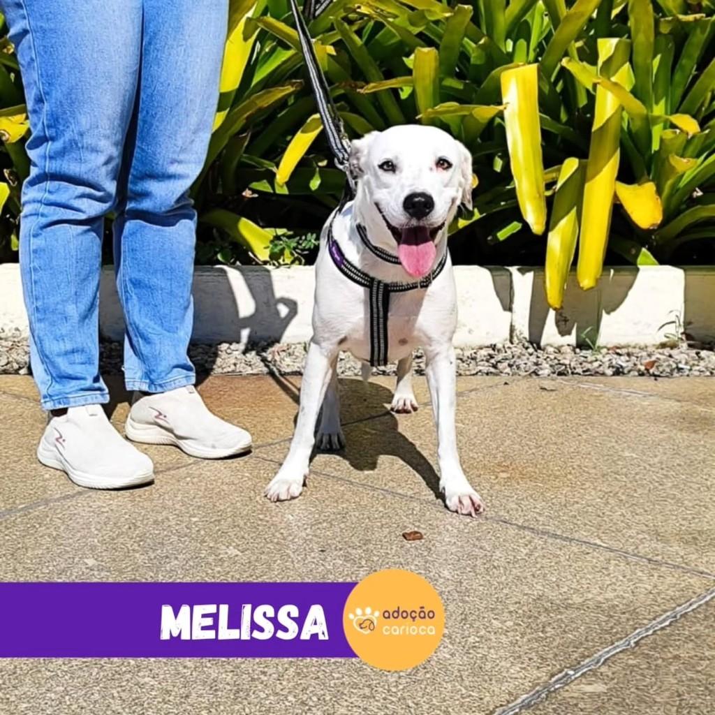 Melissa, cadela de porte médio para adoção em Rio de Janeiro - RJ — foto 2 de 3