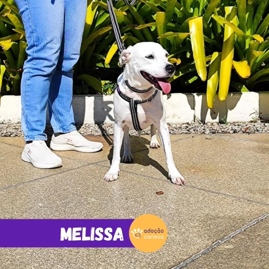 Melissa, cadela de porte médio para adoção em Rio de Janeiro - RJ — foto 3 de 3
