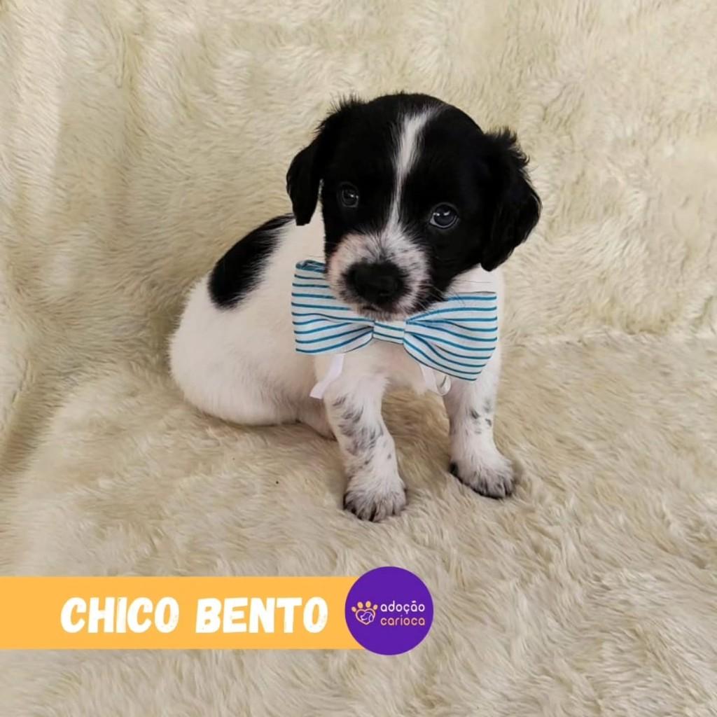 Chico Bento, cachorro de porte pequeno para adoção em Rio de Janeiro - RJ