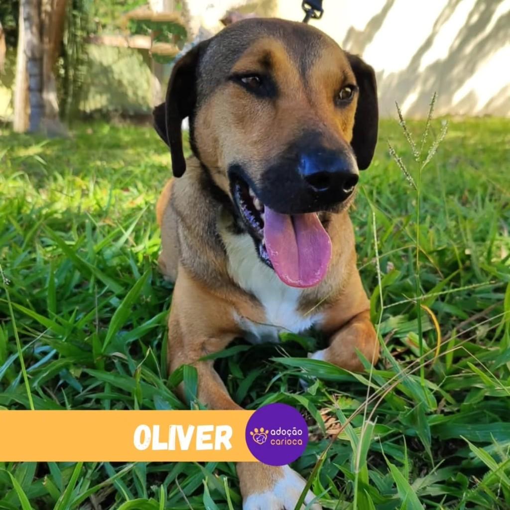 Oliver, cachorro de porte médio para adoção em Rio de Janeiro - RJ