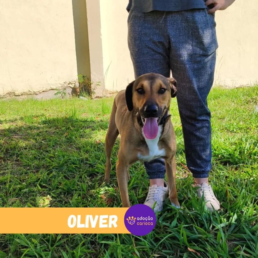 Oliver, cachorro de porte médio para adoção em Rio de Janeiro - RJ — foto 2 de 2