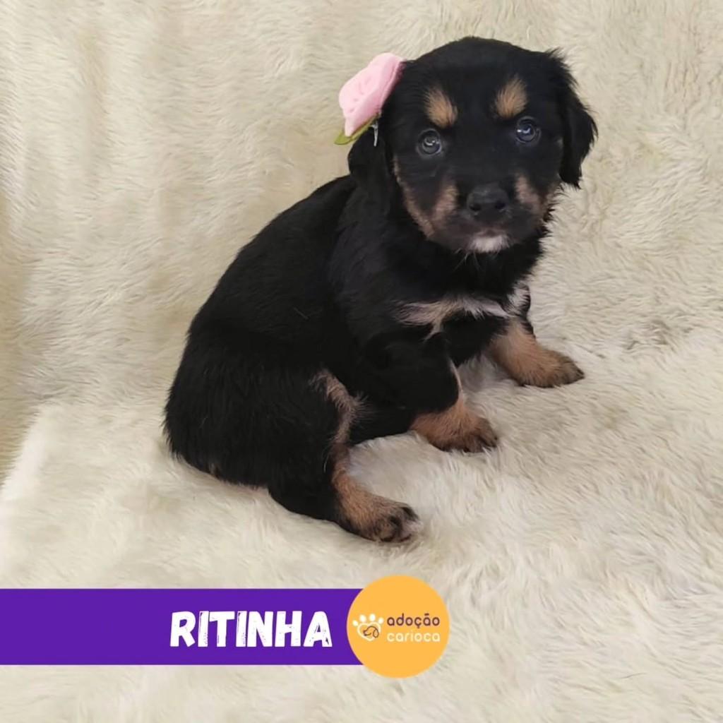Ritinha, cadela de porte pequeno para adoção em Rio de Janeiro - RJ