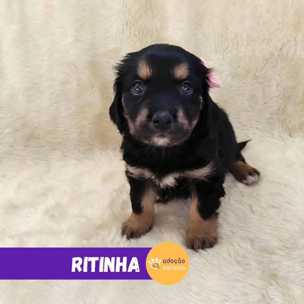Ritinha, cadela de porte pequeno para adoção em Rio de Janeiro - RJ — foto 2 de 2