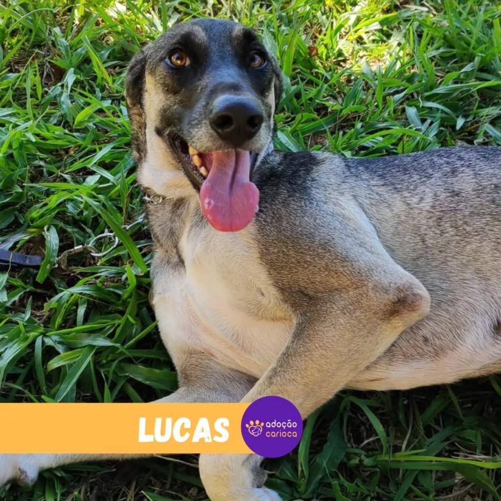 Lucas, cachorro de porte grande para adoção em Rio de Janeiro - RJ