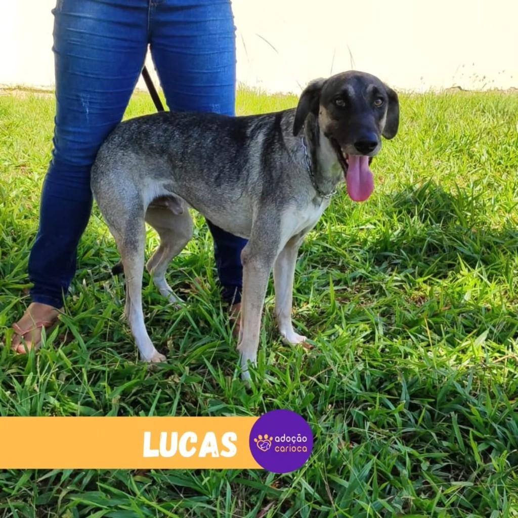 Lucas, cachorro de porte grande para adoção em Rio de Janeiro - RJ — foto 2 de 3