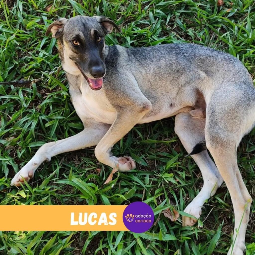 Lucas, cachorro de porte grande para adoção em Rio de Janeiro - RJ — foto 3 de 3