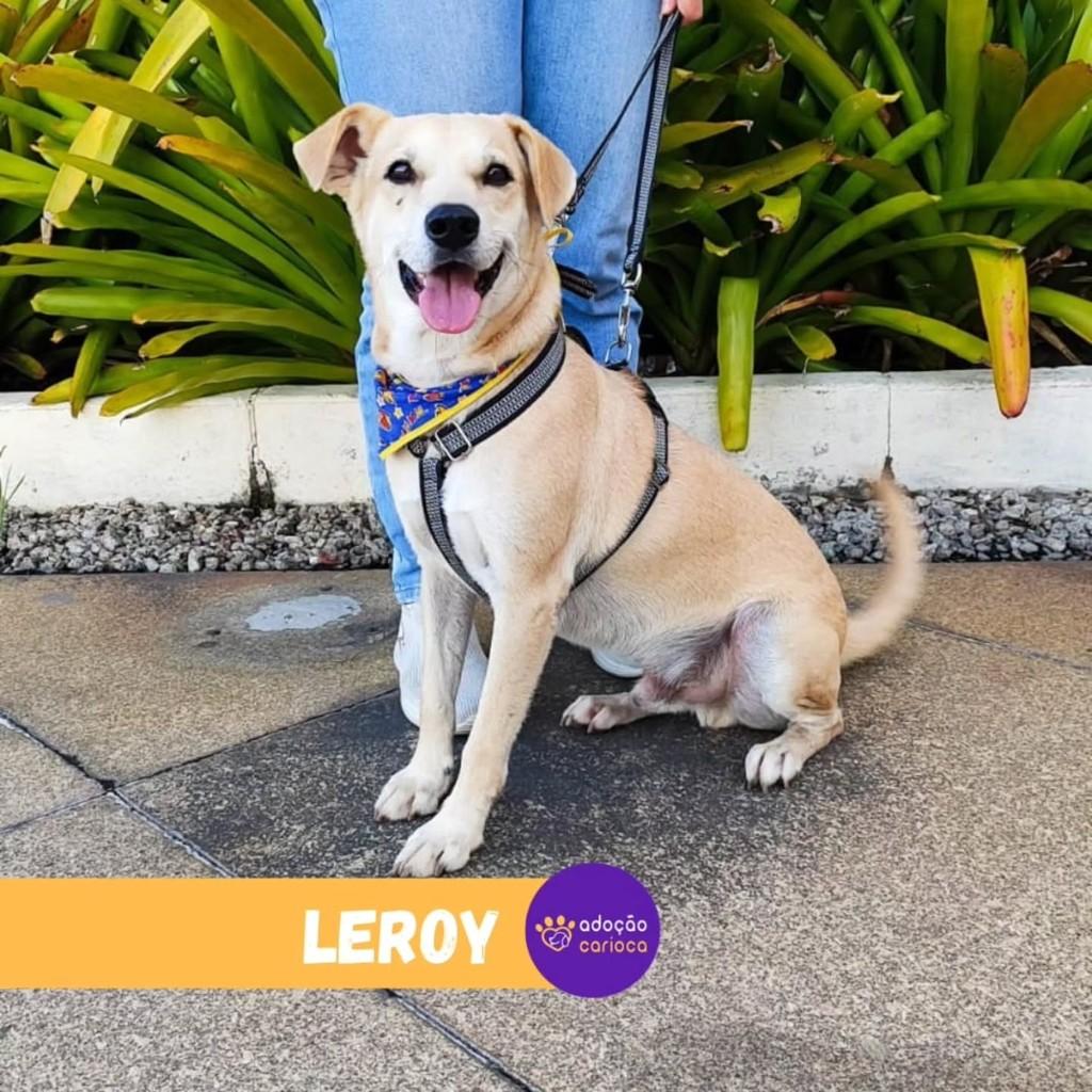 Leroy, cachorro de porte médio para adoção em Rio de Janeiro - RJ