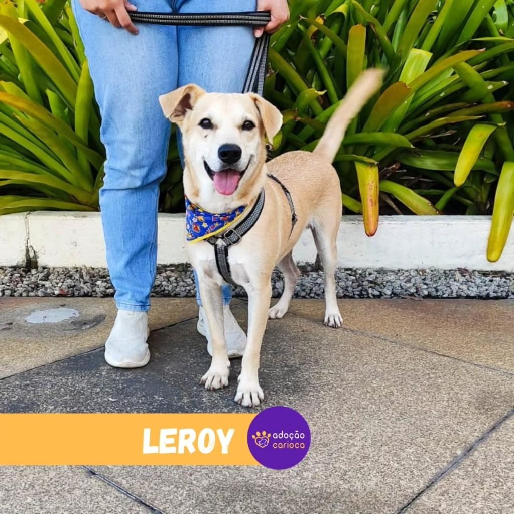 Leroy, cachorro de porte médio para adoção em Rio de Janeiro - RJ — foto 2 de 2