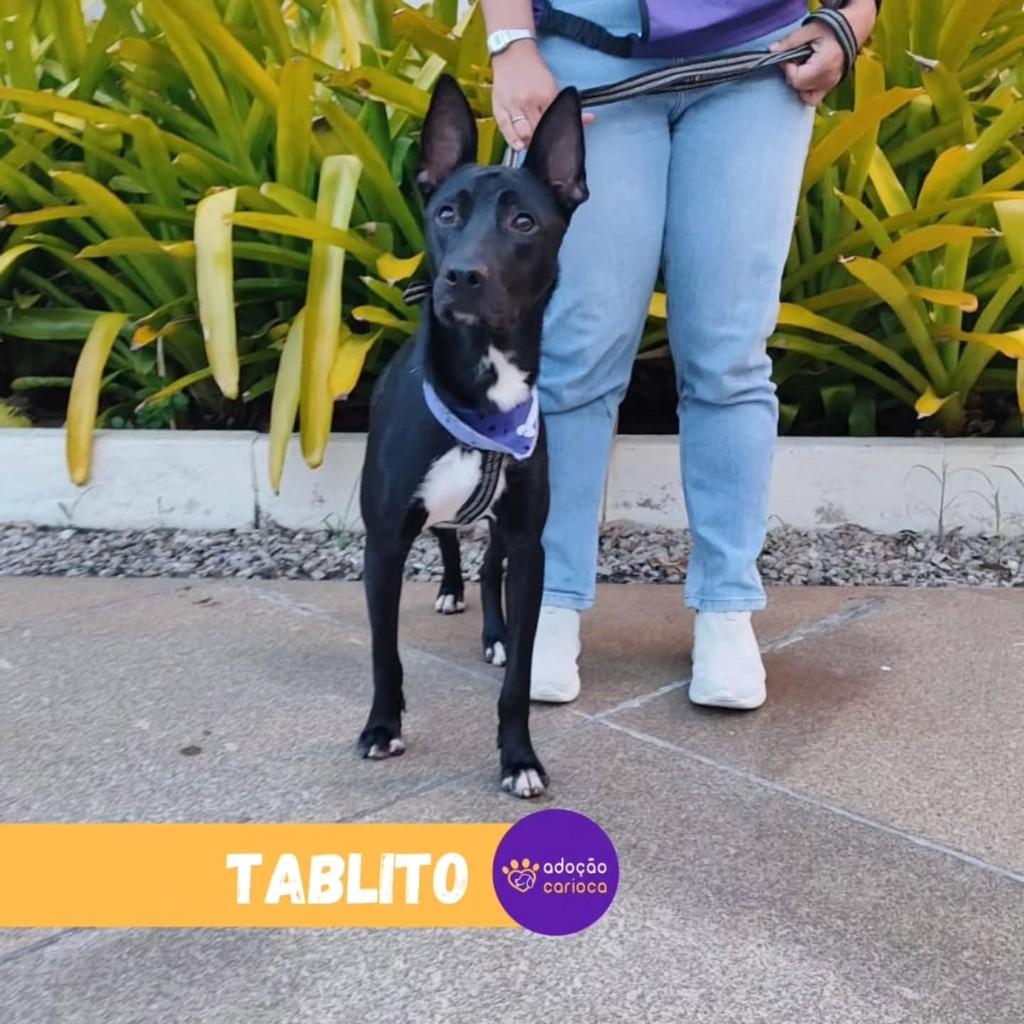 Tablito, cachorro de porte médio para adoção em Rio de Janeiro - RJ