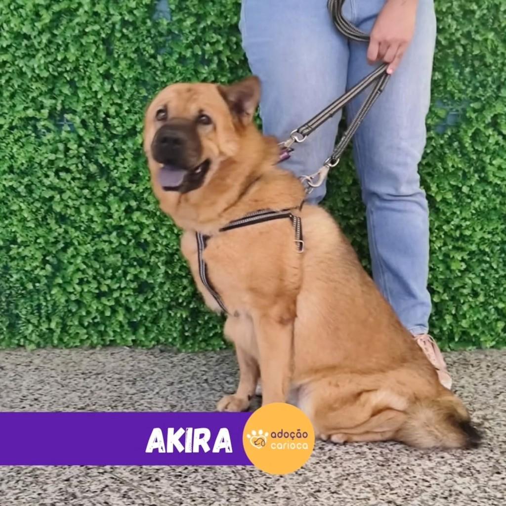 Akira, cadela de porte médio para adoção em Rio de Janeiro - RJ