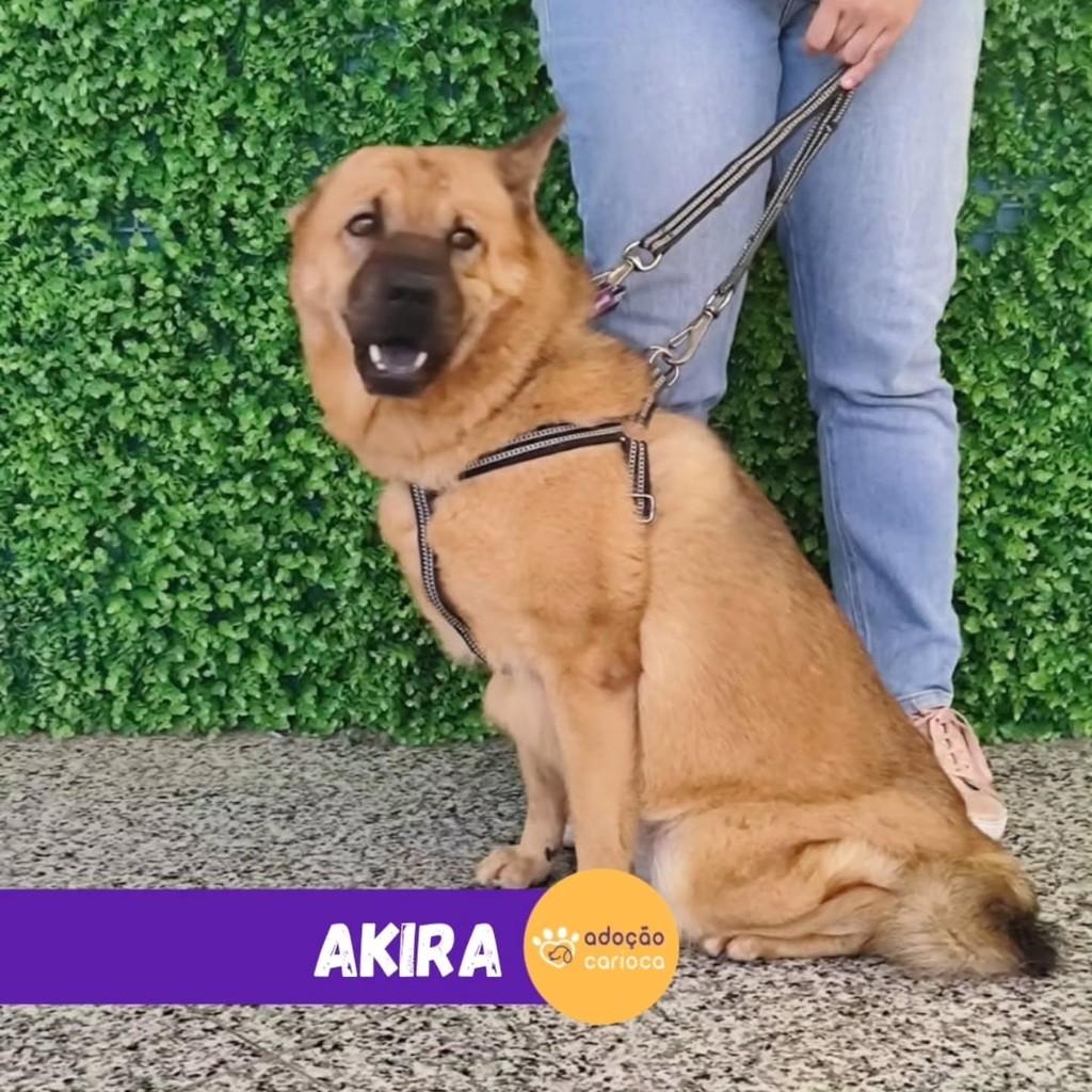 Akira, cadela de porte médio para adoção em Rio de Janeiro - RJ — foto 2 de 2