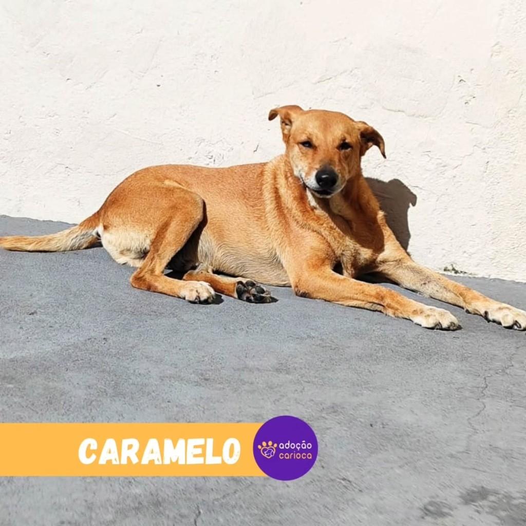 Caramelo, cachorro de porte médio para adoção em Rio de Janeiro - RJ