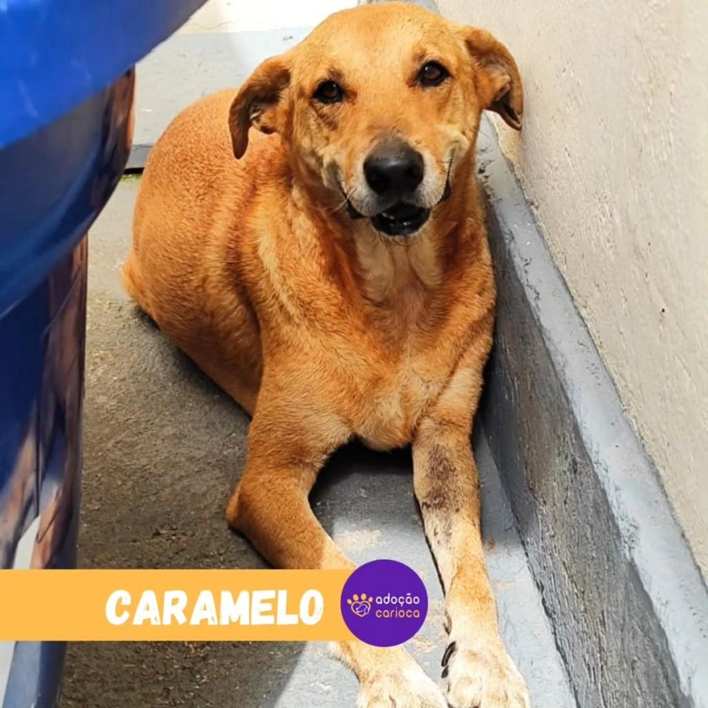 Caramelo, cachorro de porte médio para adoção em Rio de Janeiro - RJ — foto 2 de 2