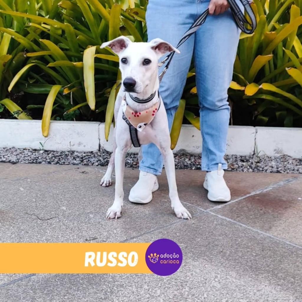 Russo, cachorro de porte médio para adoção em Rio de Janeiro - RJ